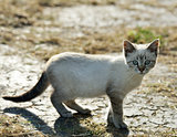 Young Gray Cat