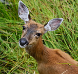 Whitetail Deer Female 