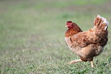colorful hen walking in the farmyard