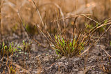 Grass brown plant