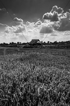 Rice field black and white