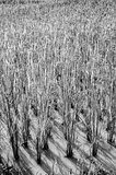 Rice field black and white