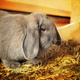Lop-earred Rabbit