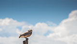 Owl on a pole