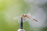 Dragonfly on sundial