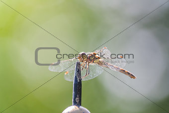 Dragonfly on sundial