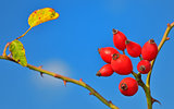 Rose hips from the bushes