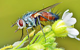macro fly portrait