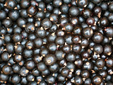 Texture of blackberry