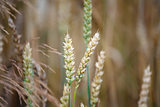 Ears of wheat in the field