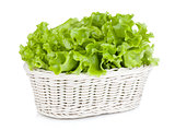 Lettuce in basket