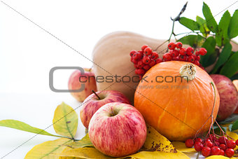 Autumnal pumpkins, apples and ashberry with fall leaves 