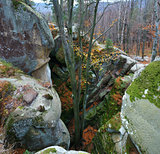 lofty stones in forest