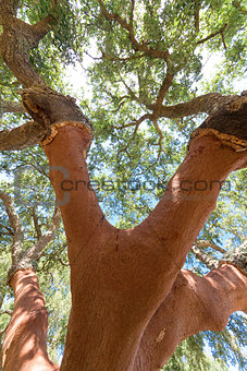 Peeled cork oak tree