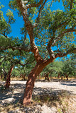 Peeled cork oaks tree