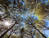 Wide angle view of pine trees