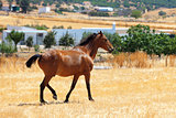 Horse walking through a pasture