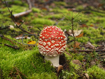 Fly-agaric in the autumn forest