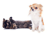 Exotic Shorthair kitten and chihuahua