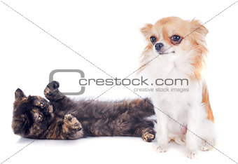 Exotic Shorthair kitten and chihuahua
