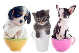 kitten and puppies in teacup