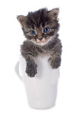 kitten in teacup