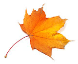 Autumn yellowed maple-leaf
