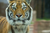 The Big Bengal Tiger staring