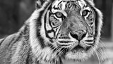 Face Of Majestic Big Bengal Tiger