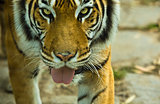 Bengal tiger with open mouth