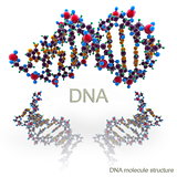 Molecule structure of DNA