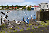 seagulls near a pond in the center of Reykjavik