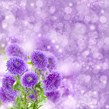violet  aster flowers on bokeh background