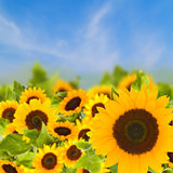  bight sunflowers field