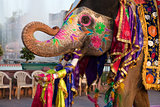 Gangaur Festival-Jaipur elephant portrait