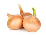 Ripe onion