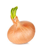 Fresh ripe onion