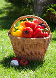 Fresh ripe vegetables in the basket