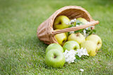 Ripe green apples in basket