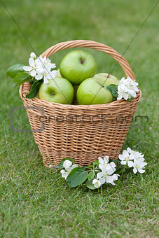 Ripe green apples in basket