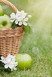 Ripe green apples with flowers in basket