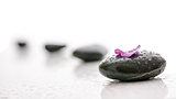 Black pebbles and violet petal with water drops