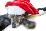 Dog with Santa hat