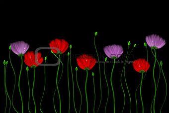 Red and pink flowers on a black background