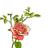 Rose on white