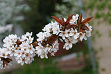 white cherry flowers on spring time