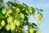 willow of hop