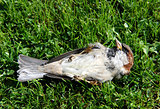 Dead tree sparrow on its back