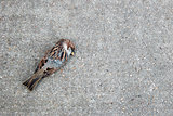 Tree sparrow lying dead on a concrete path
