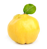 Sweet quince with leaves